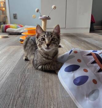 Fiyero -  Domestic Short Hair Cat for Adoption in Findlay, Ohio - Fiyero | PetCurious