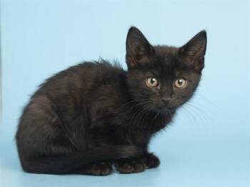 Domestic Short Hair Cats Available for Adoption in Phoenix, Arizona - TOAST | PetCurious