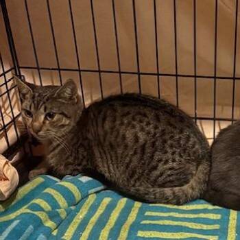 Domestic Short Hair Cats Available for Adoption in Philadelphia, Pennsylvania - Ralphie | PetCurious