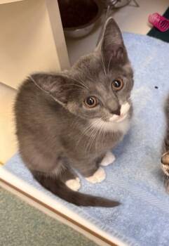 Nadeshiko -  Domestic Short Hair Cat for Adoption in Fairfax, Virginia - Nadeshiko | PetCurious