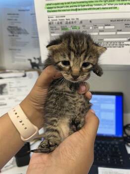 Rescue Domestic Short Hair Cats for Adoption in Rosenberg, Texas - SKYLER | PetCurious