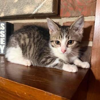 Lexie -  Domestic Short Hair Cat for Adoption in Madison, Wisconsin - Lexie | PetCurious