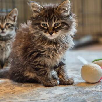 Domestic Long Hair Cats Available for Adoption in Mastic, New York - Mack | PetCurious