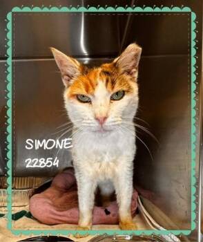 Simone(605) -  Domestic Short Hair Cat for Adoption in Marietta, Georgia - Simone(605) | PetCurious