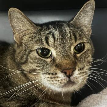 Mr. Sub -  Domestic Short Hair and Mixed Breed Cat for Adoption in Chicago, Illinois - Mr. Sub | PetCurious