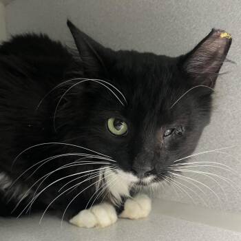 Willie -  Domestic Short Hair Cat for Adoption in Newark, New Jersey - Willie | PetCurious