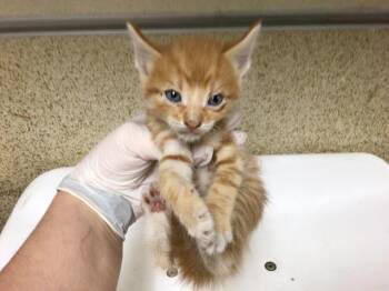 Domestic Medium Hair Cats Available for Adoption - RALPHIE | PetCurious