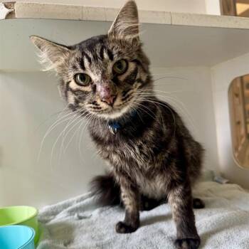 TOMMY -  Domestic Short Hair Cat for Adoption in Riverside, California - TOMMY | PetCurious