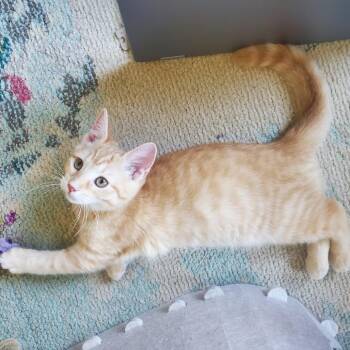 Madison -  Domestic Short Hair Cat for Adoption in Potomac, Maryland - Madison | PetCurious