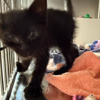 Rebel -  Domestic Short Hair Cat for Adoption in Cedaredge, Colorado - Rebel | PetCurious