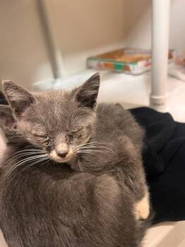 Harlow -  Domestic Short Hair Cat for Adoption in Honolulu, Hawaii - Harlow | PetCurious