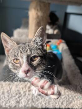 Rescue Domestic Short Hair Cats for Adoption - Harley | PetCurious