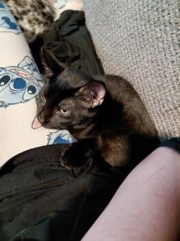 Shadow -  Domestic Short Hair Cat for Adoption - Shadow | PetCurious