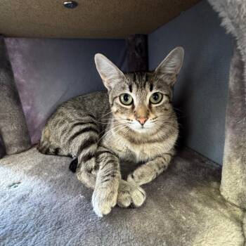 Tabby and Domestic Short Hair Cats Available for Adoption in Morgan Hill, California - Thelma | PetCurious