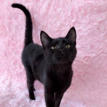 Domestic Short Hair Cats Available for Adoption - Jovie Girl | PetCurious