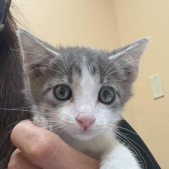 FWT Kevin -  Domestic Short Hair Cat for Adoption in Midland, Texas - FWT Kevin | PetCurious