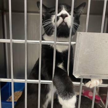 1372-C26 -  Domestic Short Hair Cat for Adoption in Port Charlotte, Florida - 1372-C26 | PetCurious
