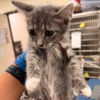 Lora 26-06-138 -  Domestic Short Hair Cat for Adoption in Bastrop, Texas - Lora 26-06-138 | PetCurious