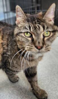 Ariel -  Tabby Cat for Adoption in Estes Park, Colorado - Ariel | PetCurious