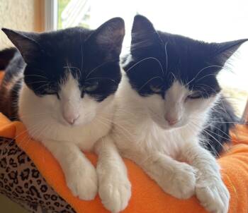 LIZZY and POPPY -  Domestic Short Hair Cat for Adoption in Prescott, Arizona - LIZZY And POPPY | PetCurious