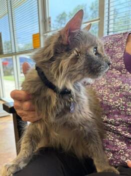Lilo -  Domestic Medium Hair Cat for Adoption in Covington, Louisiana - Lilo | PetCurious