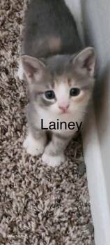 Lainey -  Domestic Short Hair Cat for Adoption in The Woodlands, Texas - Lainey | PetCurious