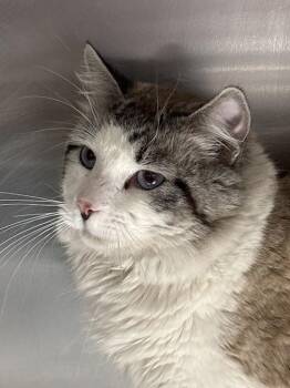 Domestic Short Hair Cats Available for Adoption - BLUEY | PetCurious