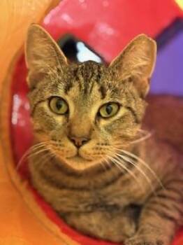 Rescue Domestic Short Hair Cats for Adoption in Boiling Springs, Pennsylvania - Brian | PetCurious