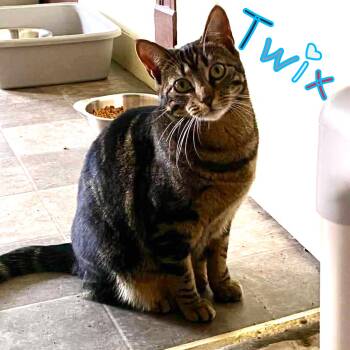 Domestic Short Hair Cats Available for Adoption in Little Falls, New York - Twix | PetCurious