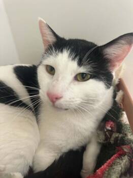 Brandon -  American Shorthair Cat for Adoption in Bethel, Connecticut - Brandon | PetCurious