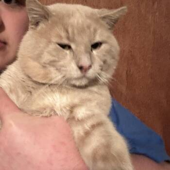 Domestic Short Hair Cats Available for Adoption - Brody  | PetCurious