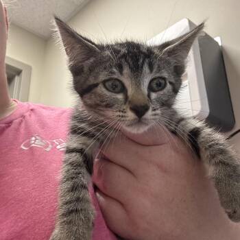Domestic Short Hair Cats Available for Adoption in Tulsa, Oklahoma - Gravy | PetCurious