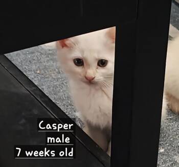 Rescue Domestic Short Hair Cats for Adoption in Town 