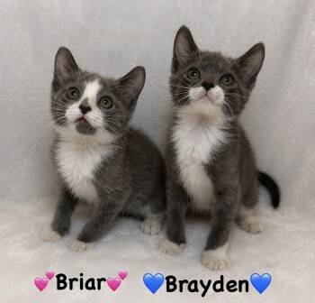 Domestic Short Hair Cats Available for Adoption in Copley, Ohio - Briar And Brayden | PetCurious