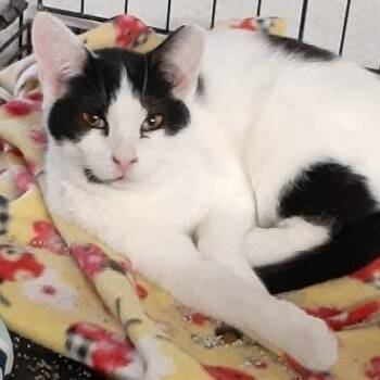 Domestic Short Hair Cats Available for Adoption in Richmond, Virginia - Birdy | PetCurious