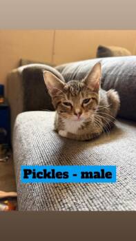 Pickles -  Domestic Short Hair Cat for Adoption in Mustang, Oklahoma - Pickles | PetCurious