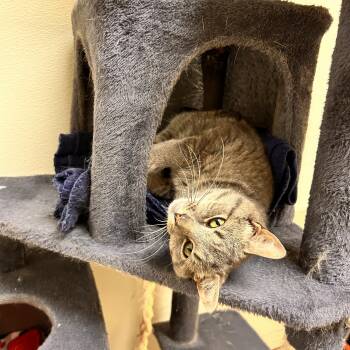 Domestic Short Hair Cats Available for Adoption in Myerstown, Pennsylvania - Mango | PetCurious