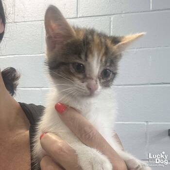 Reba -  Domestic Short Hair Cat for Adoption in Washington, District Of Columbia - Reba | PetCurious