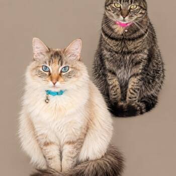 Coco & Cleo -  Siamese Cat for Adoption in Cleveland, Texas - Coco & Cleo | PetCurious