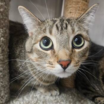 Jack Jack -  Domestic Short Hair Cat for Adoption in Grantsville, Utah - Jack Jack | PetCurious