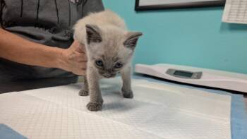 Andre -  Siamese and Domestic Medium Hair Cat for Adoption in Magnolia, Texas - Andre | PetCurious