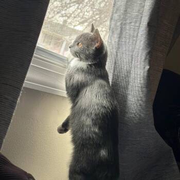 Domestic Short Hair Cats Available for Adoption - Lynx | PetCurious