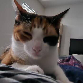 Domestic Medium Hair Cats Available for Adoption - Pumpkaboo | PetCurious