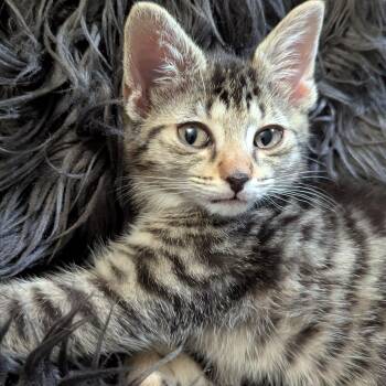 Albert -  Tabby and Domestic Short Hair Cat for Adoption in UNIVERSITY PA, Maryland - Albert | PetCurious