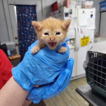 Andrew -  Domestic Short Hair Cat for Adoption in Summerville, South Carolina - Andrew | PetCurious