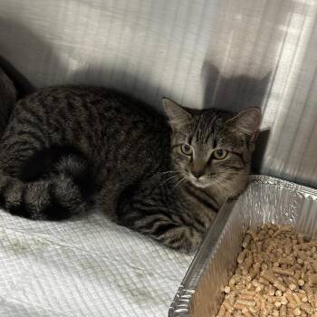 Colorado -  Domestic Short Hair Cat for Adoption in Greensboro, North Carolina - Colorado | PetCurious