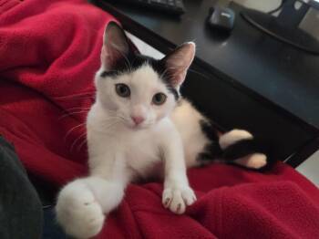 Rescue Domestic Short Hair Cats for Adoption in Springtown, Texas - Oreo | PetCurious