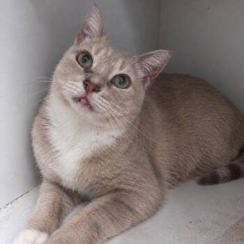Rocket -  Domestic Short Hair Cat for Adoption in New Castle, Indiana - Rocket | PetCurious
