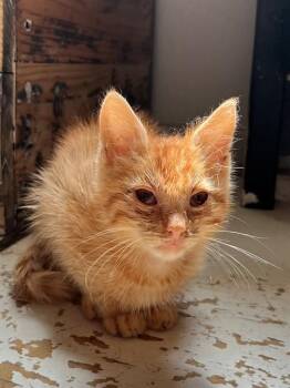 JOSIAH - IN FOSTER -  Domestic Short Hair Cat for Adoption in Ontario, California - JOSIAH - IN FOSTER | PetCurious