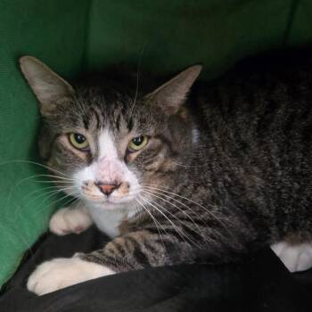 Milo -  Domestic Short Hair Cat for Adoption in Naperville, Illinois - Milo | PetCurious